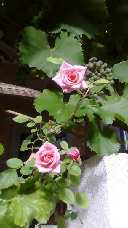 Apartment Yelena Rose West ซาดาร์ ภายนอก รูปภาพ